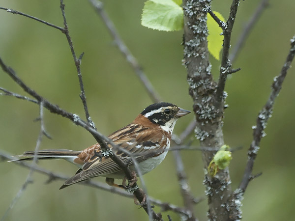 Pohjansirkku, Rustic Bunting, Emberiza rustica